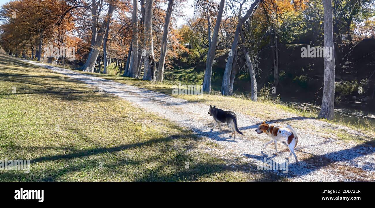 Two dog friends walking home on a South Texas road in the fall time.. Stock Photo