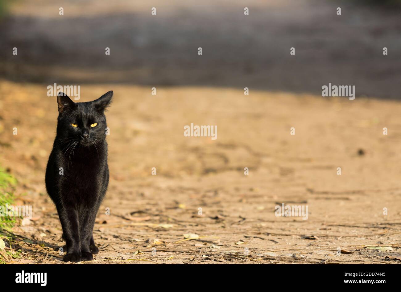 White cat on village road hi-res stock photography and images - Alamy
