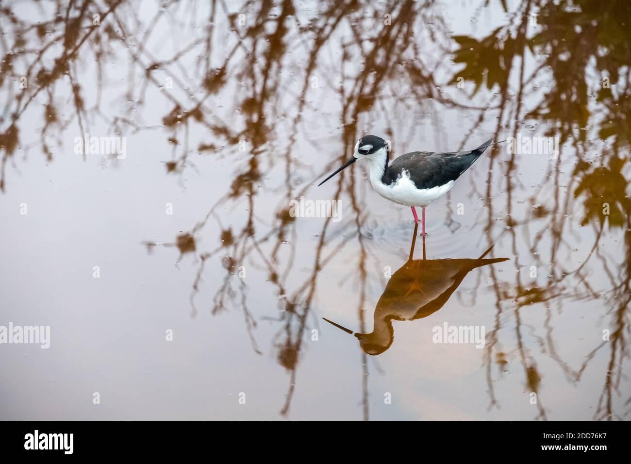 Small bird nesting on a marsh close to Puerto Villamil, Galapagos Stock Photo
