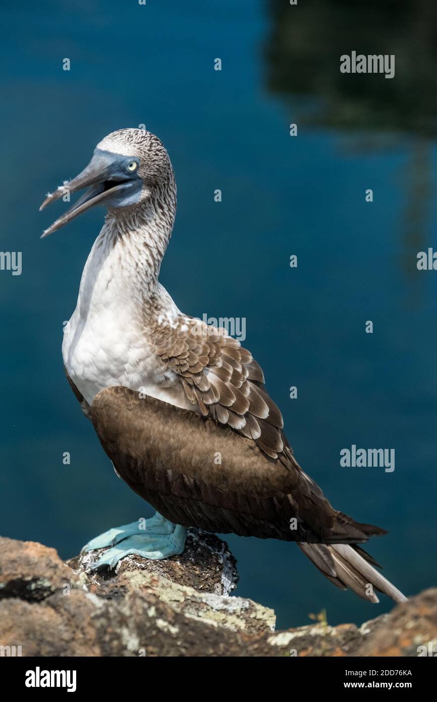 Blue-Footed Booby posing at Los Tuneles area in San Cristobal island Stock Photo