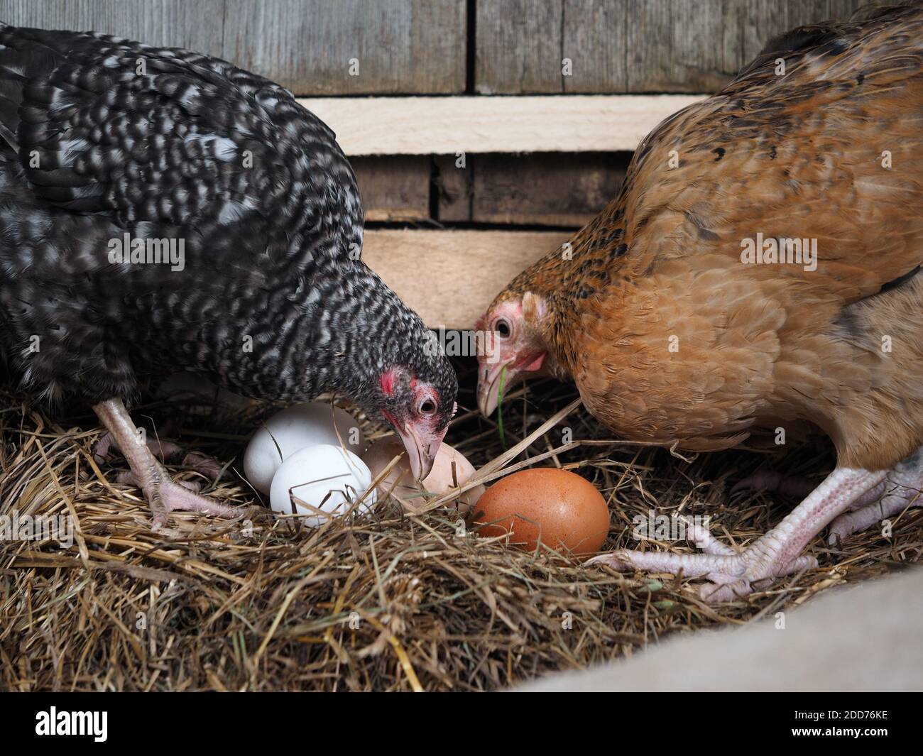 Hens and a nest with eggs Stock Photo