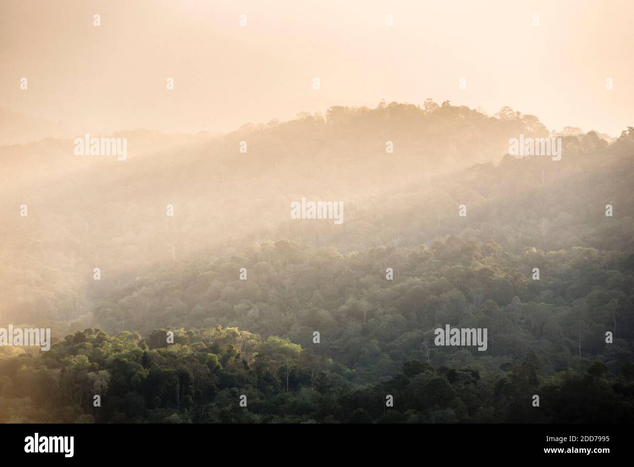 Rainforest at sunrise seen from Bukit Tabur Mountain, Kuala Lumpur, Malaysia, Southeast Asia Stock Photo