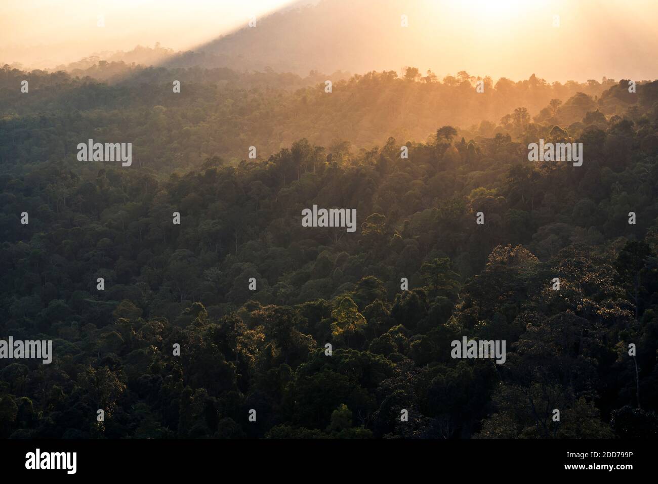 Rainforest at sunrise seen from Bukit Tabur Mountain, Kuala Lumpur, Malaysia, Southeast Asia Stock Photo