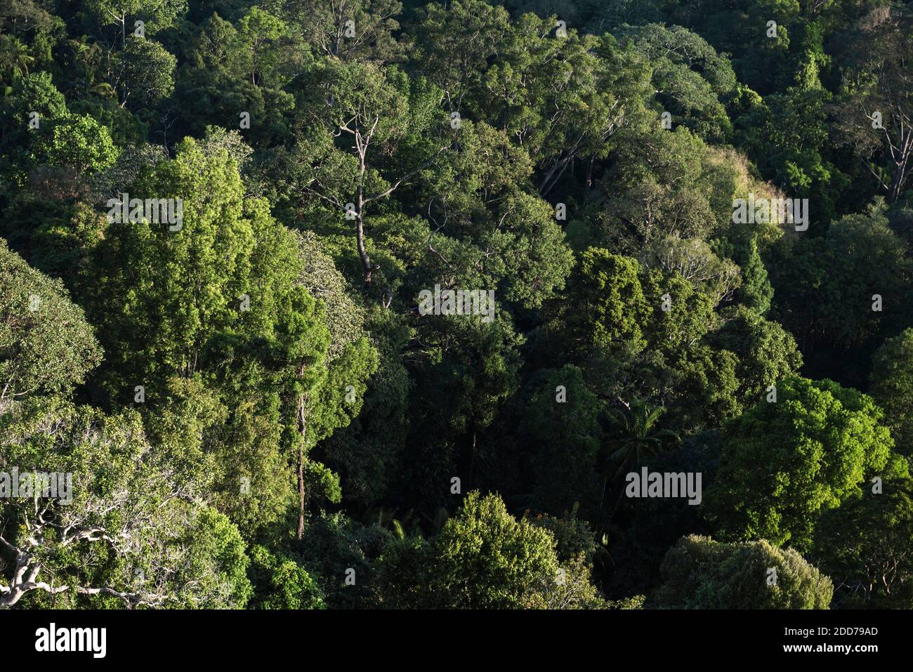 Rainforest outside Kuala Lumpur seen from Bukit Tabur Mountain, Malaysia, Southeast Asia Stock Photo
