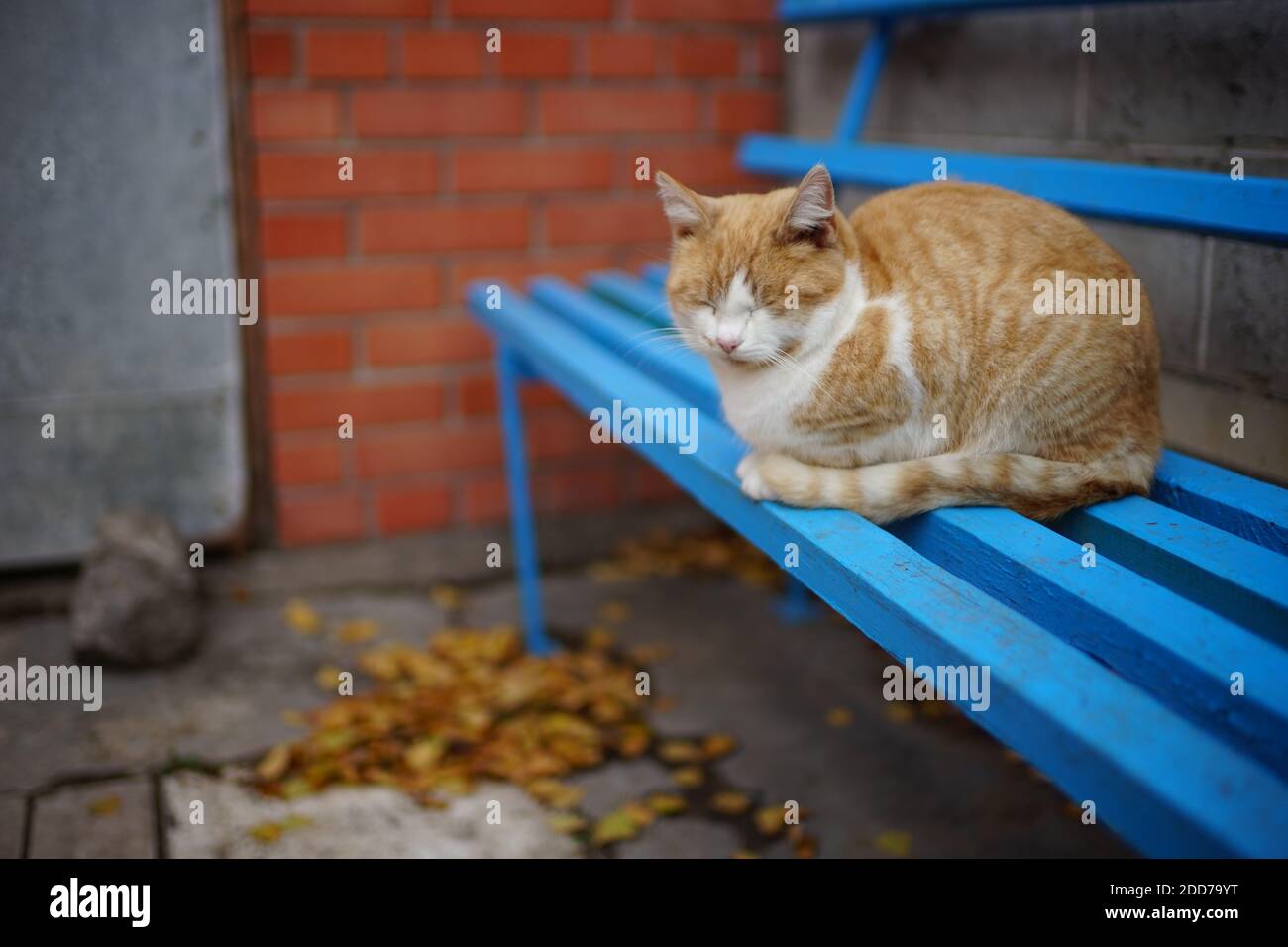 Ginger white fluffy cat sleeping on a blue wooden bench in a rural yard. Stock Photo
