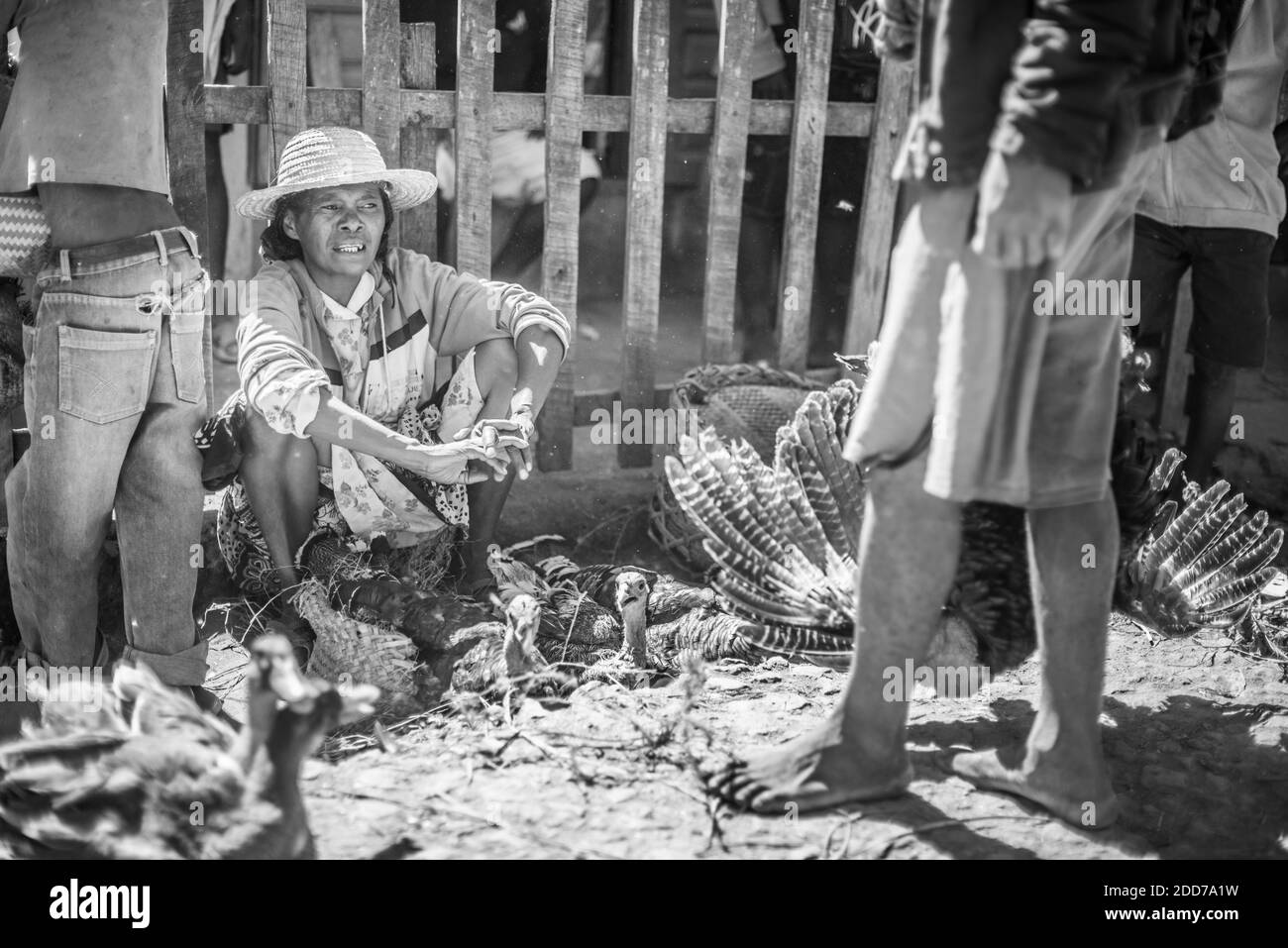 Lady selling Turkeys, Ambohimahasoa Saturday Market, Haute Matsiatra Region, Madagascar Central Highlands Stock Photo