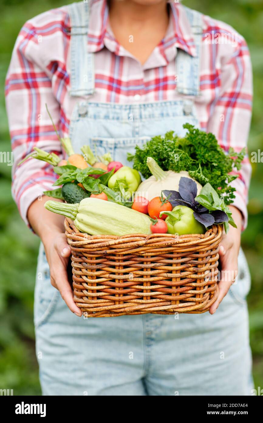 Woman Holding a Basket full of Harvest Organic Vegetables and Root on ...