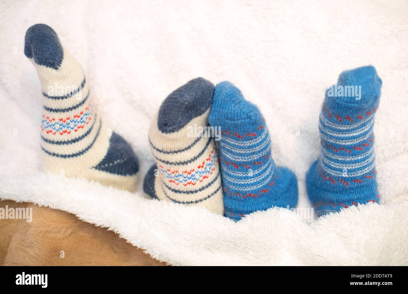 The feet of people in warm wool socks with a Scandinavian pattern peek out from under the blanket. Comfort and coziness on a cold winter day at home.  Stock Photo