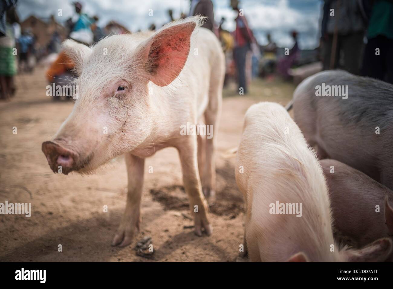 Andohasana Monday Pig Market, Madagascar Central Highlands Stock Photo