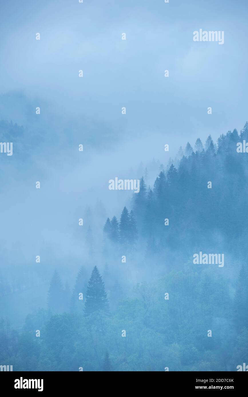 Misty Romanian forest landscape around Sucevita Monastery, Bukovina Region, Romania Stock Photo