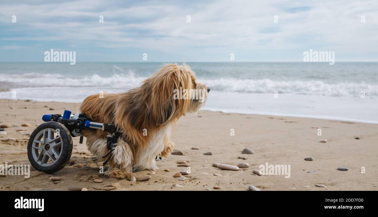 dog in wheelchair on the beach Stock Photo Alamy