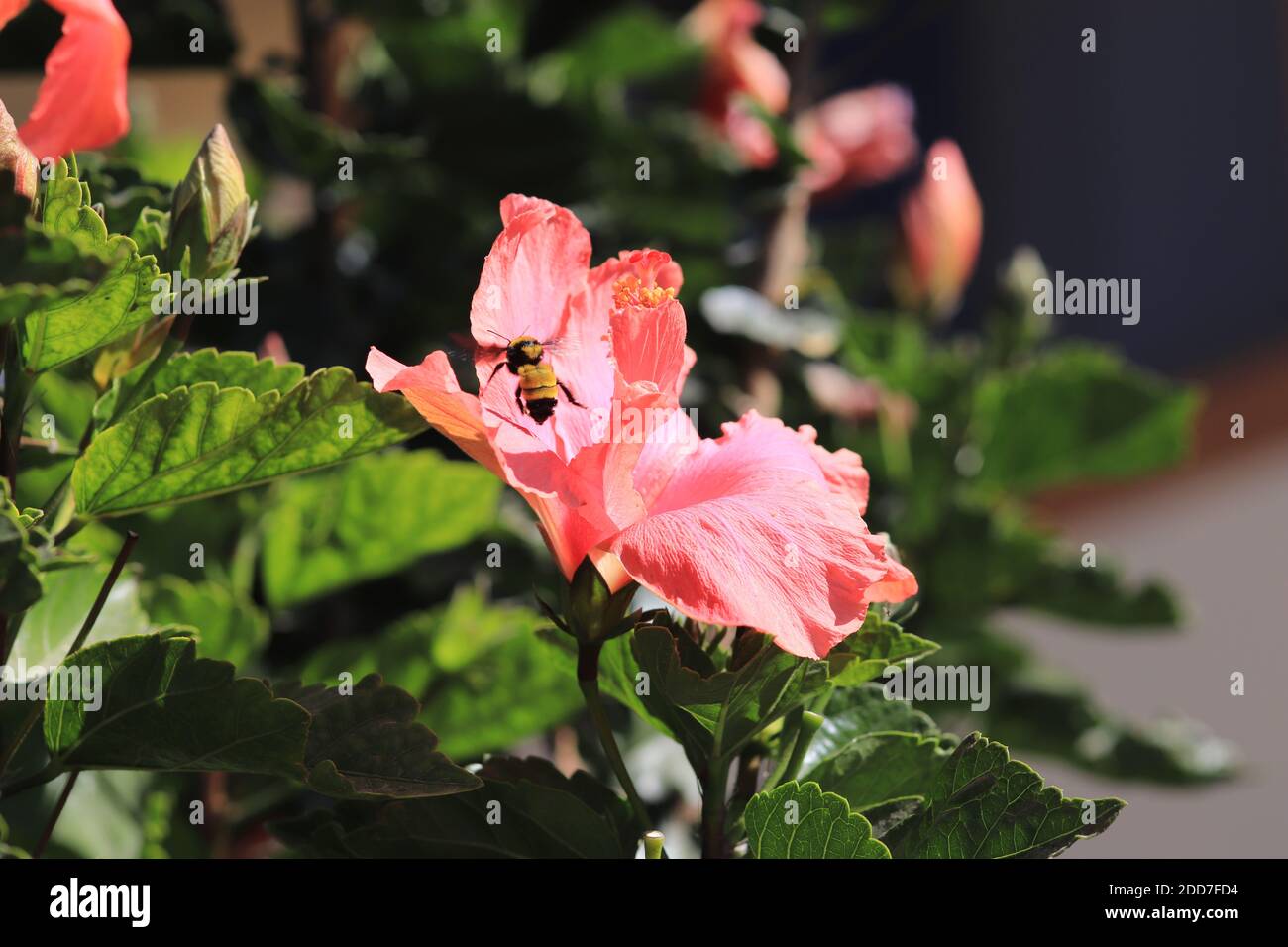 Bumblebee taking off a pink hibiscus flower Stock Photo