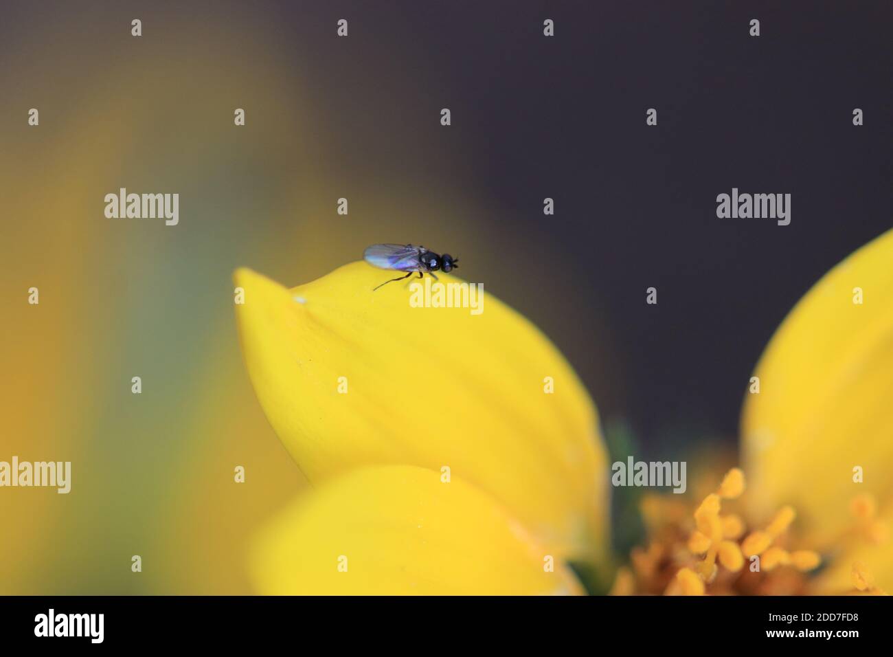 Tiny fly standing on the border of a yellow petal's flower Stock Photo