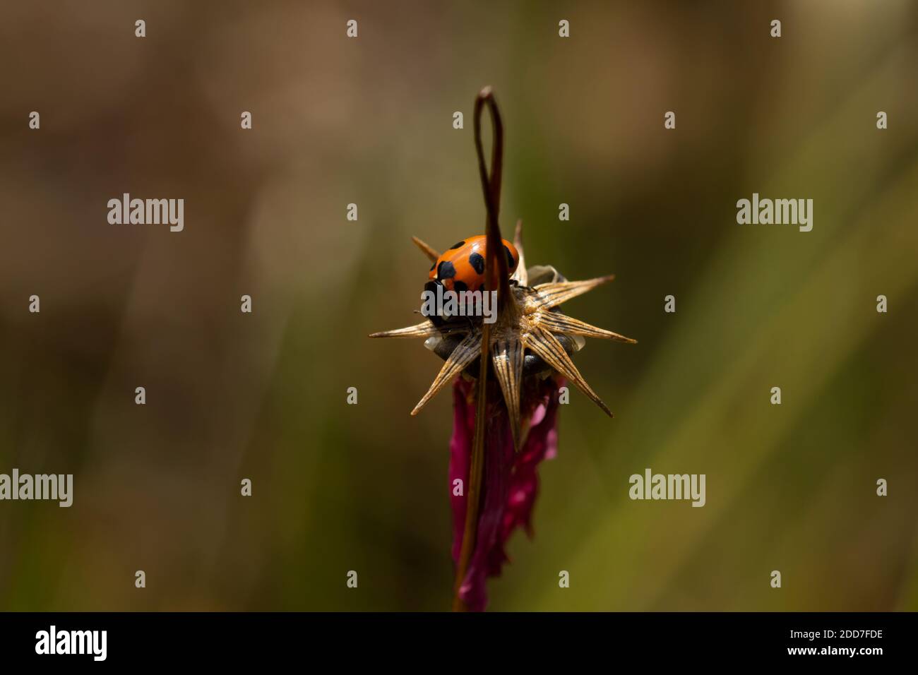Orange ladybug standing over the dry sepals of a flower Stock Photo