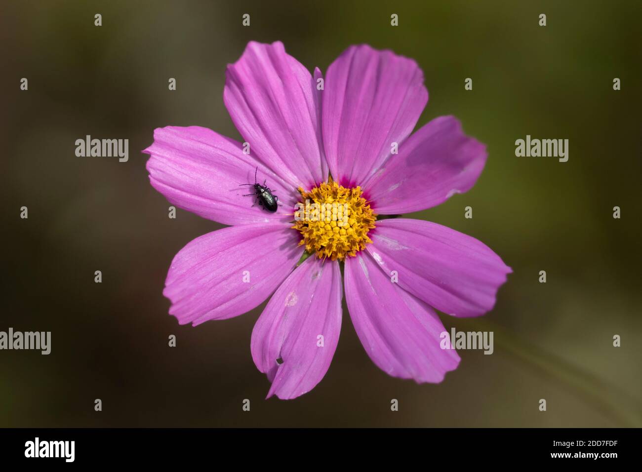 Pink flower and black beetle Stock Photo