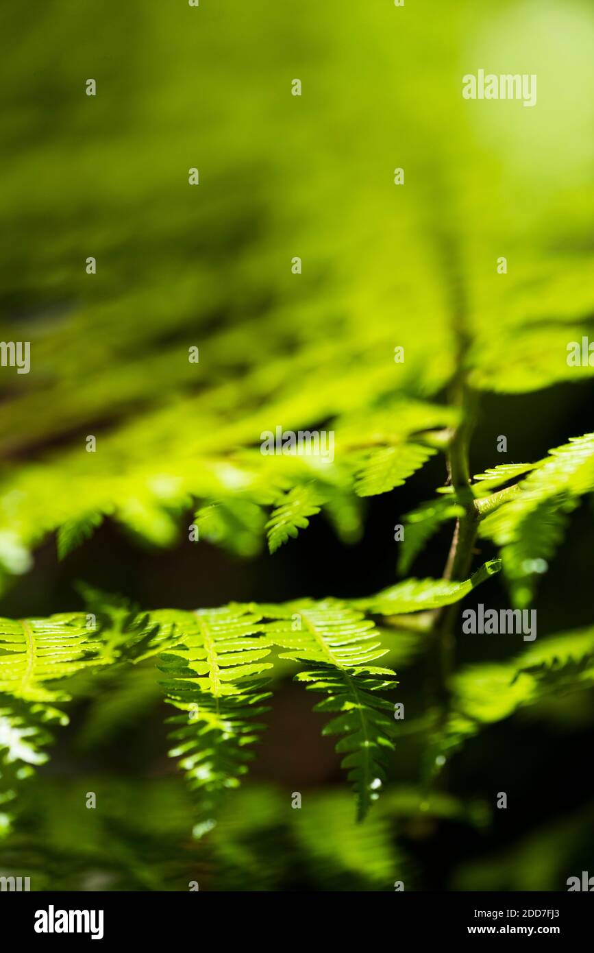 Close up detail of a fern in the rainforest in Arenal Volcano National Park, Alajuela Province, Costa Rica, Central America Stock Photo