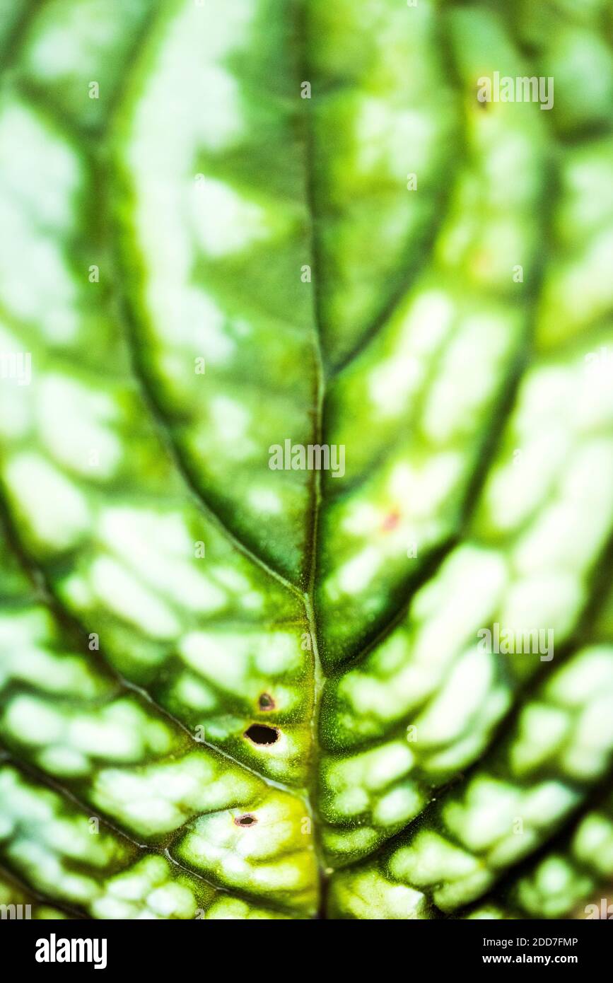 Close up detail of a leaf in the rainforest in Arenal Volcano National Park, Alajuela Province, Costa Rica, Central America Stock Photo