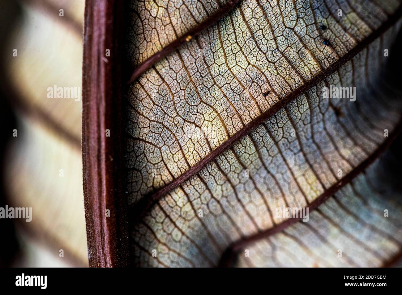 Close up detail of a leaf in the rainforest in Arenal Volcano National Park, Alajuela Province, Costa Rica, Central America Stock Photo