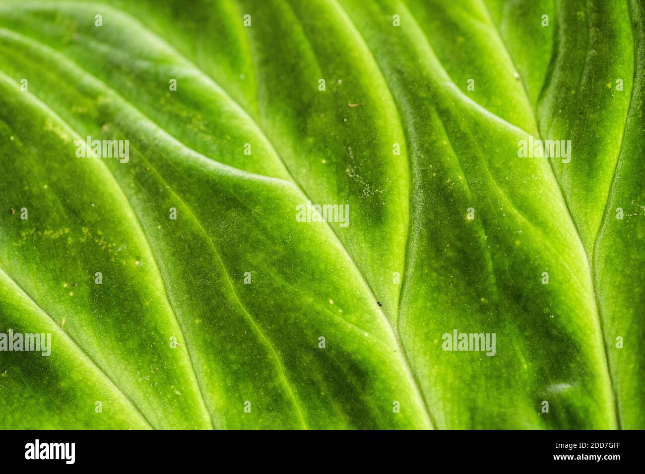 Close up detail of a leaf in the rainforest in Arenal Volcano National Park, Alajuela Province, Costa Rica, Central America Stock Photo