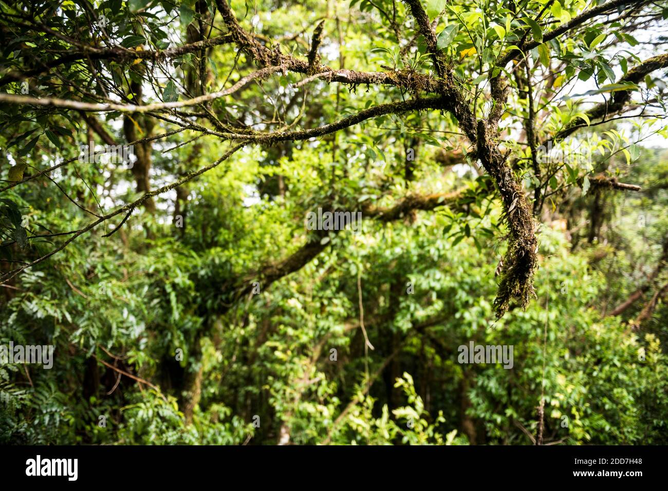 Monteverde Cloud Forest Reserve, seen from Selvatura Treetop hanging bridges, Costa Rica, Central America Stock Photo