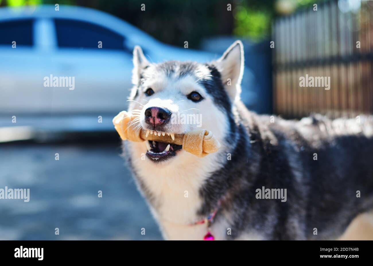 The Siberian Husky holds the bone in its mouth Stock Photo Alamy
