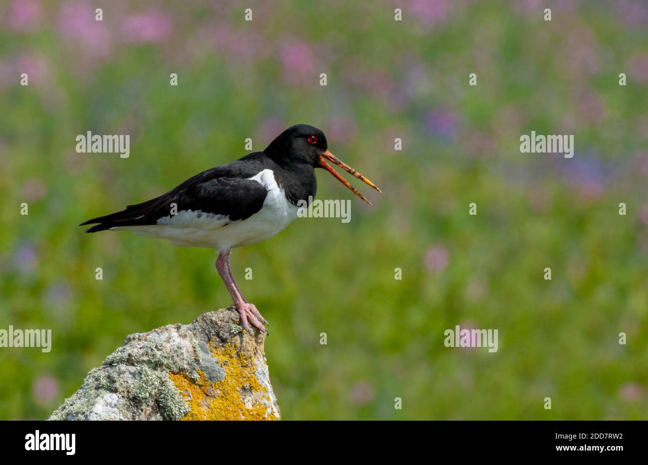 Oyster Catcher on Rock Stock Photo Alamy