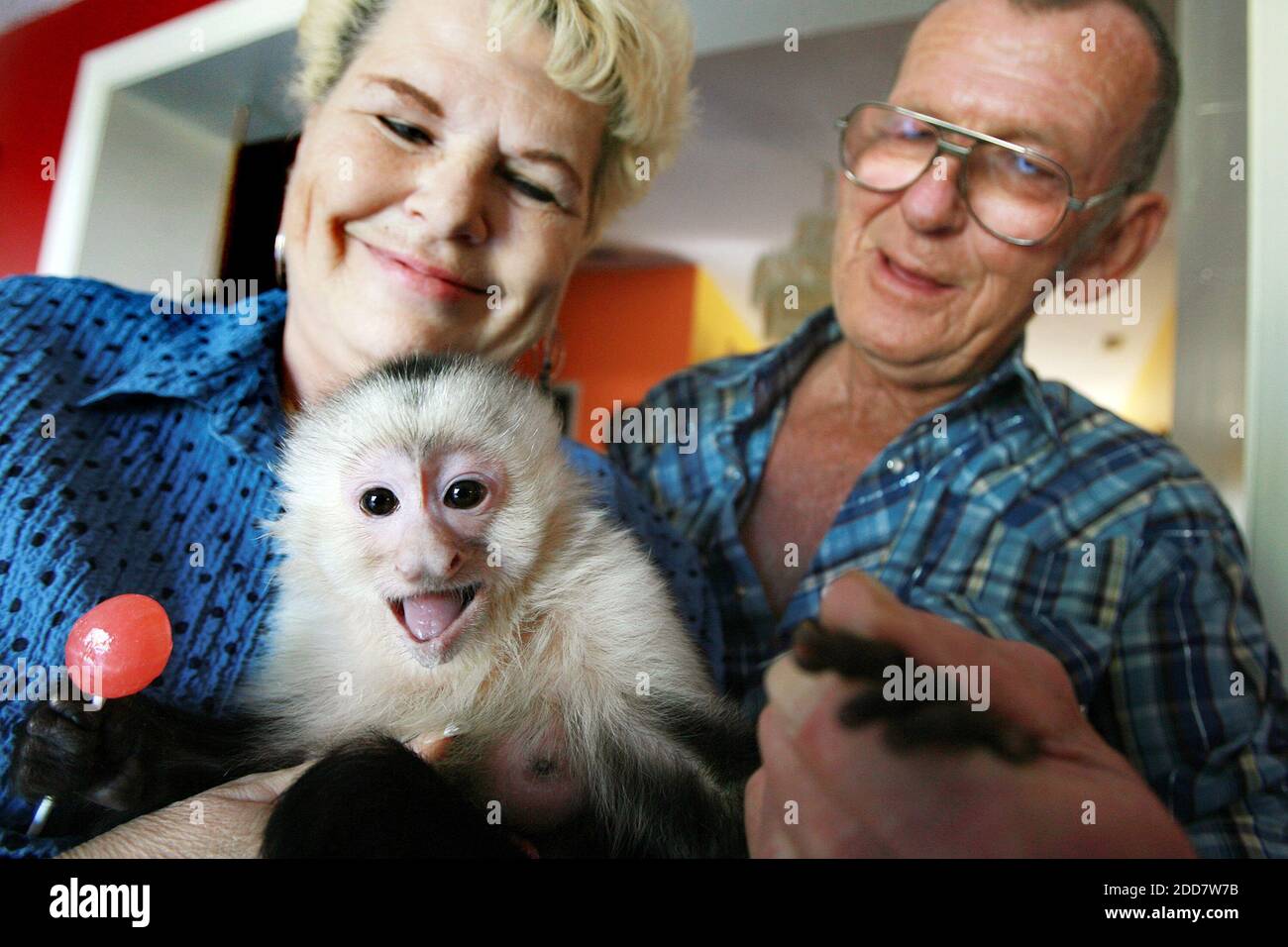 NO FILM, NO VIDEO, NO TV, NO DOCUMENTARY - Lori Johnson and her husband, Jim, sit with Jessica Marie, a pet capuchin monkey, who loves lollipops. Johnson has spent the last 18 years fawning over her pet monkey like it were her baby in Deltona, FL, USA on April 13, 2008. Photo by Roberto Gonzalez/Orlando Sentinel/MCT/ABACAPRESS.COM Stock Photo