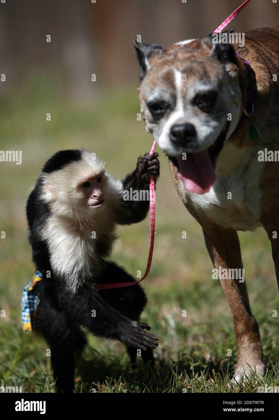 NO FILM, NO VIDEO, NO TV, NO DOCUMENTARY - Jessica Marie, a capuchin monkey, leads Sadie the family's pet boxer around the yard in Deltona, Friday, March, 28, 2008. Lori Johnson has spent the last 18 years fawning over her pet monkey like it were her baby in Deltona, FL, USA on April 13, 2008. Photo by Roberto Gonzalez/Orlando Sentinel/MCT/ABACAPRESS.COM Stock Photo