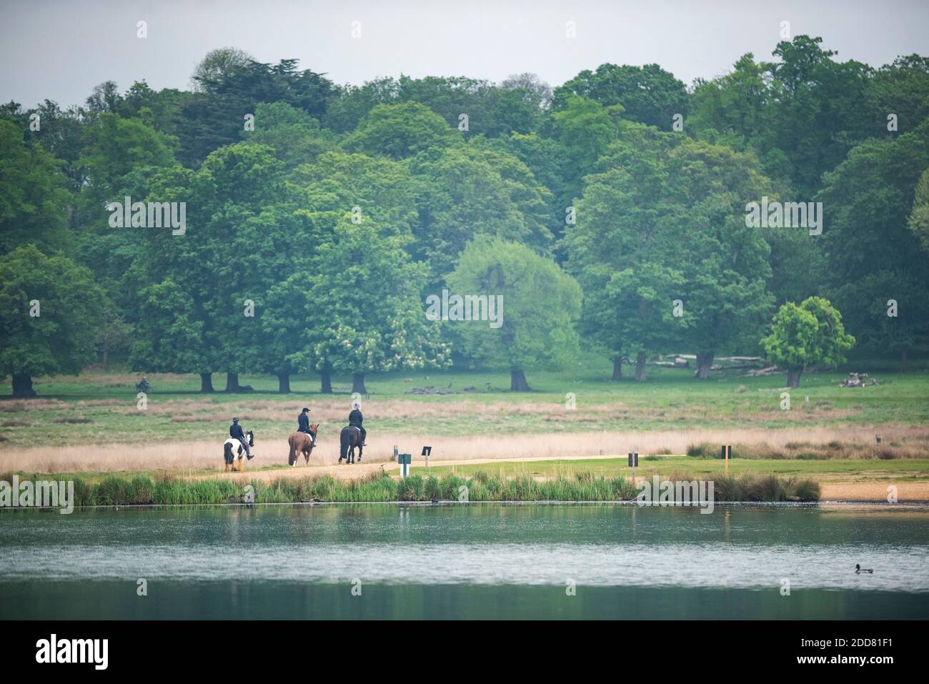Horse riding in Richmond Park, London, England Stock Photo Alamy