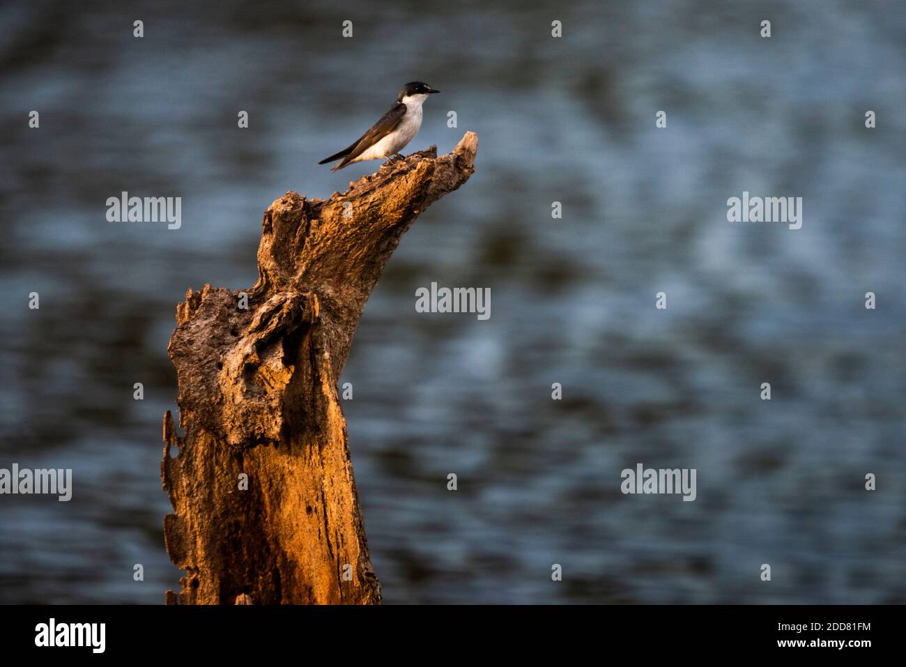 Mangrove Swallow (Tachycineta albilinea), Boca Tapada, Alajuela Province, Costa Rica Stock Photo