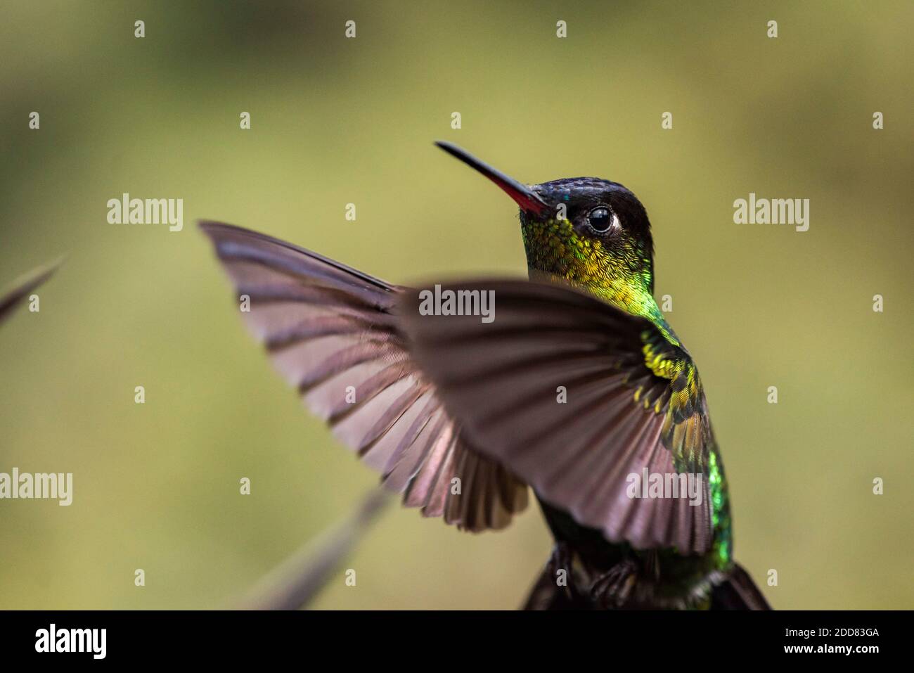 Fiery-throated Hummingbird (Panterpe insignis), San Gerardo de Dota, San Jose Province, Costa Rica Stock Photo