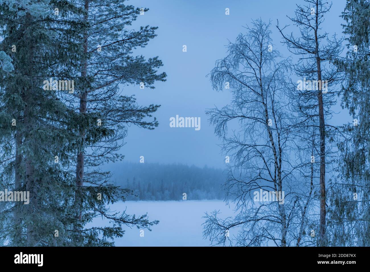 Winter wonderland landscape of frost and snow covered trees in the forest by a white, frozen lake in Lapland, Finland, Arctic Circle, Europe Stock Photo