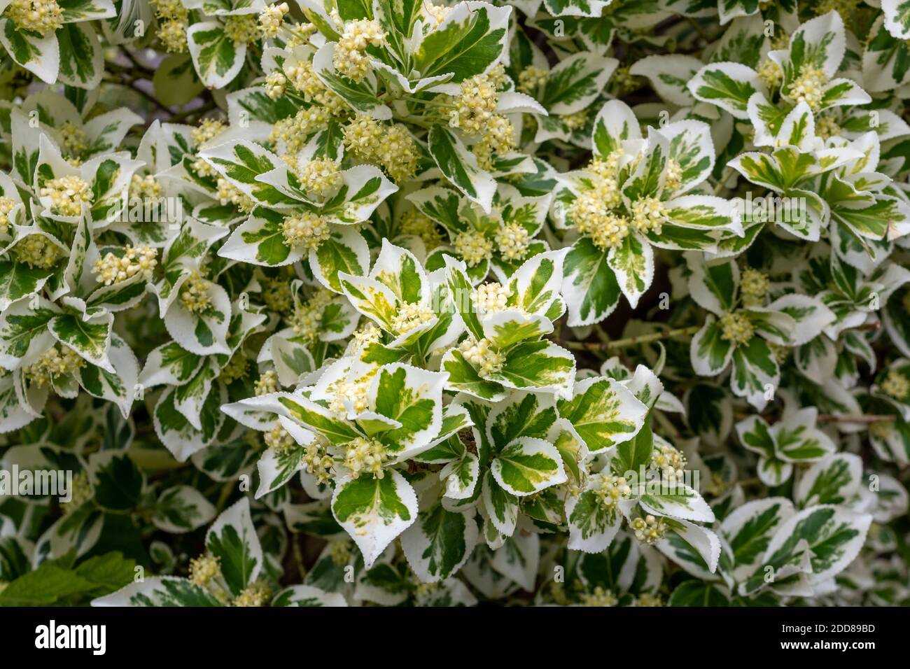 The contrasting white and green leaves of variegated Euonymus fortunei, with clusters of creamy globular flowers Stock Photo