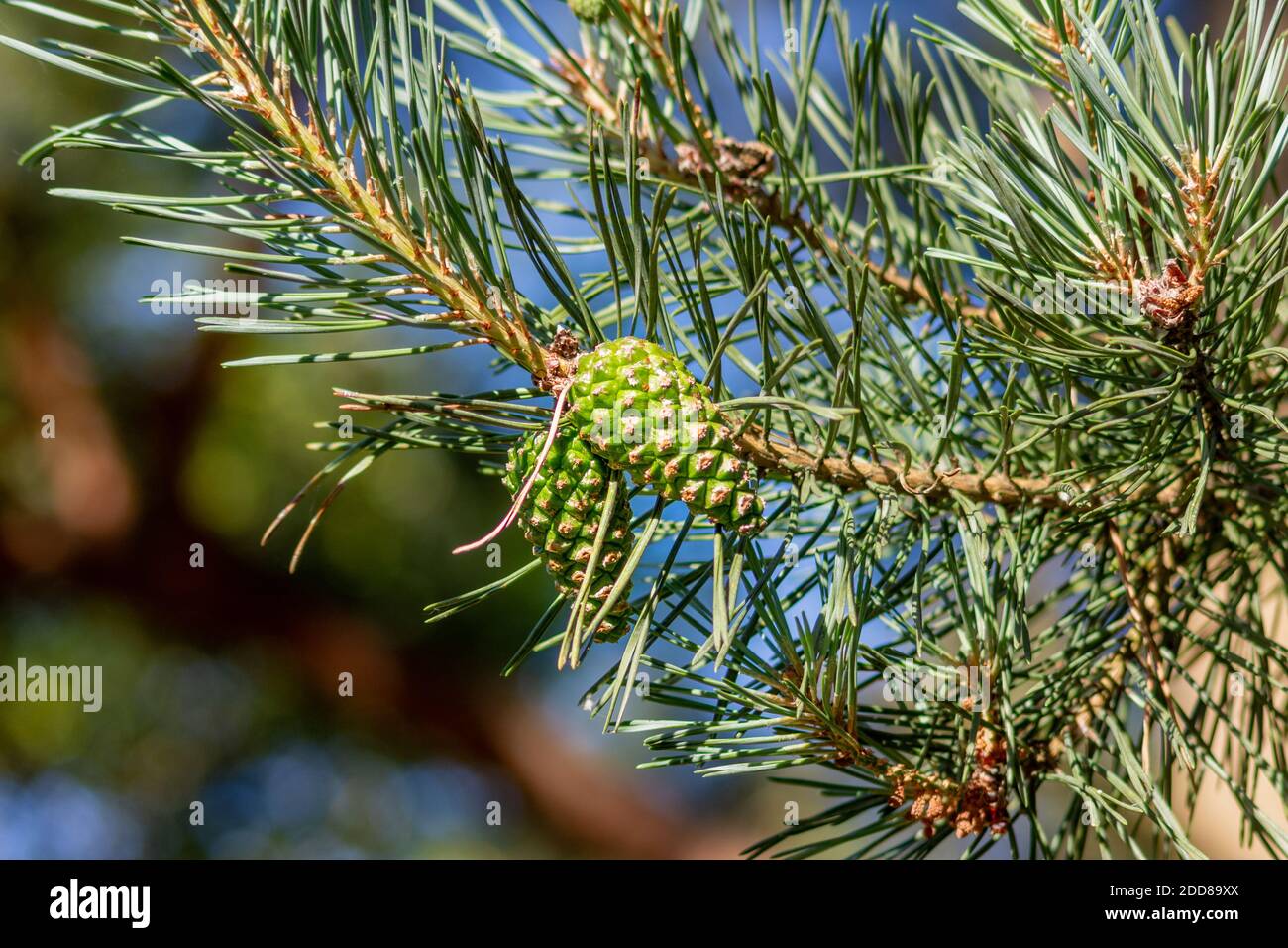 Young pine cones on a Scots or Scotch pine, Pinus sylvestris, tree Stock Photo