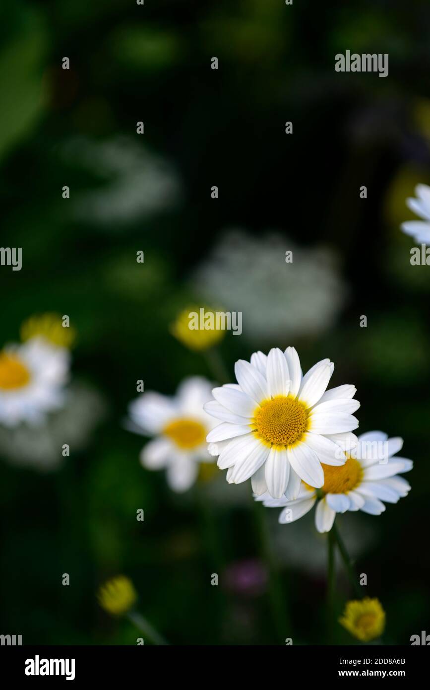 Anthemis punctata subsp cupaniana,Anthemis cretica subsp cupaniana,Anthemis cupaniana,Sicilian chamomile,white flowers,flower,flowering,RM floral Stock Photo