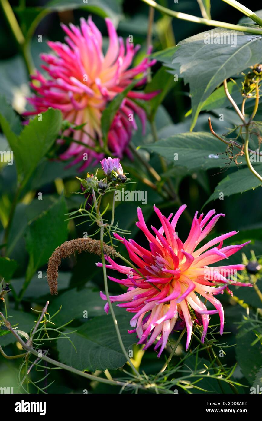 dahlia,cactus dahlua,yellow pink red vermillion flowers,cactus shaped flower,flowers, flowering, dahlias, tender perennial ,RM floral Stock Photo