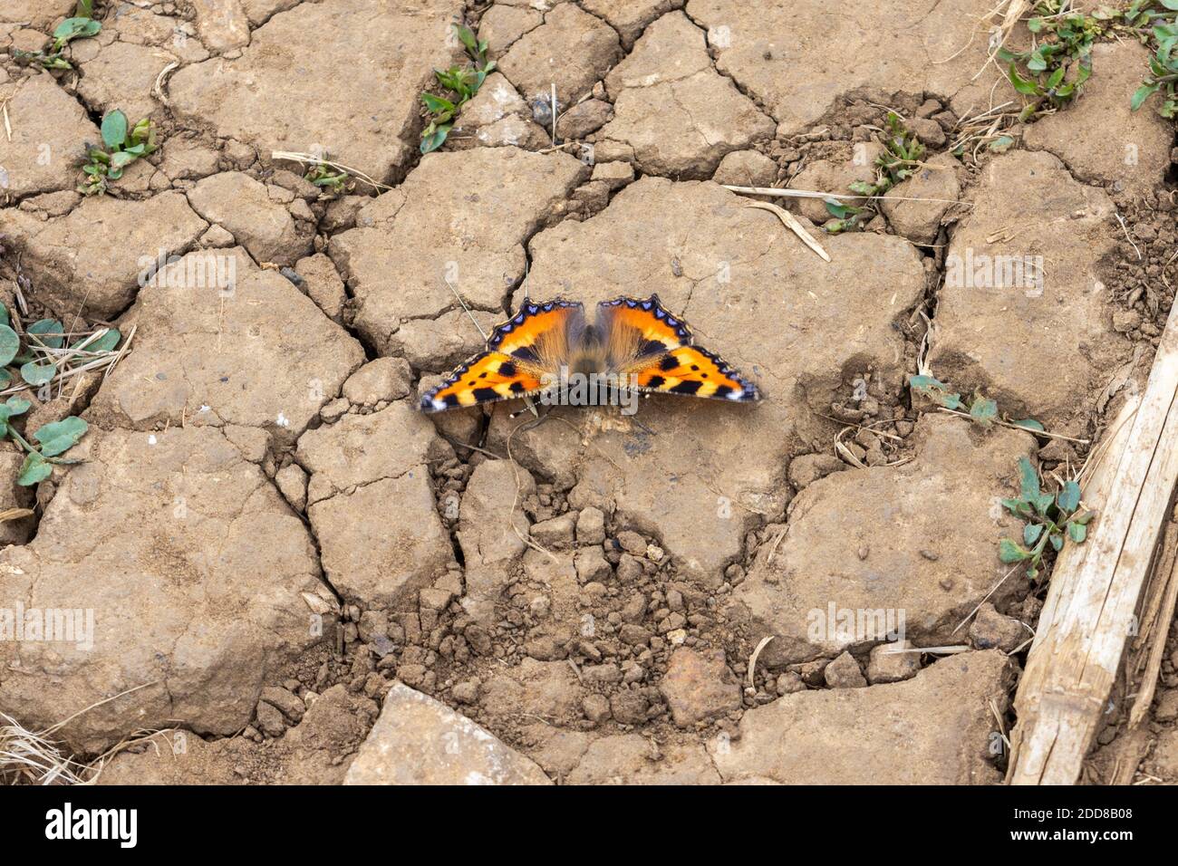 A small Tortoiseshell butterfly, Aglais urticae, resting on dried