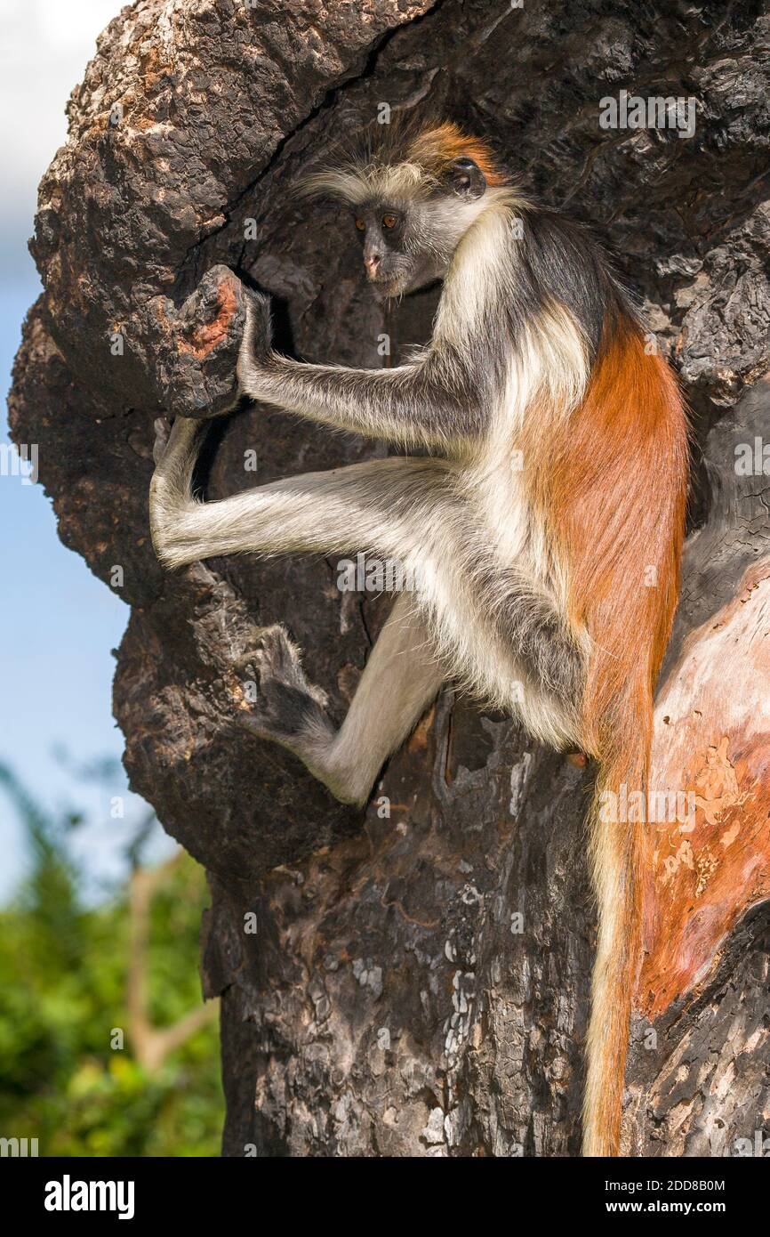 A colobus monkey looking for charcoal from a burned out tree to supplement his diet. Stock Photo