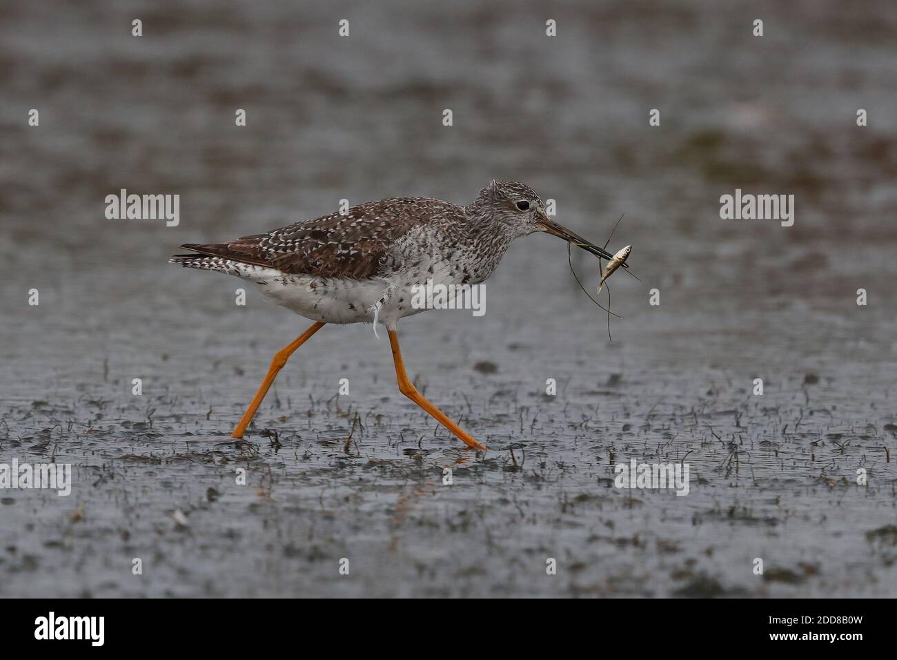 Rare adult Greater Yellowlegs on the shore pools at Dunwich. Stock Photo