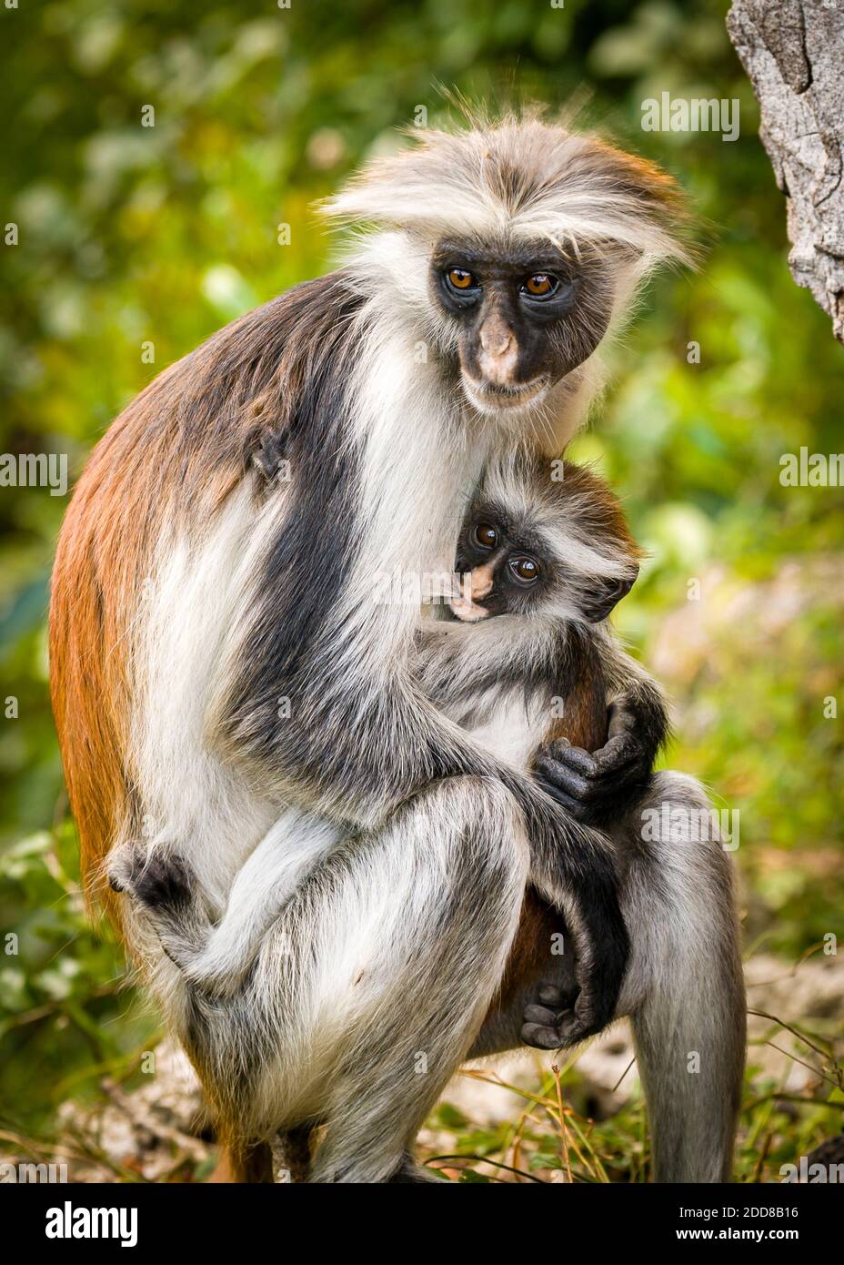 Female Colobus Monkey with juvenile baby feeding. Stock Photo