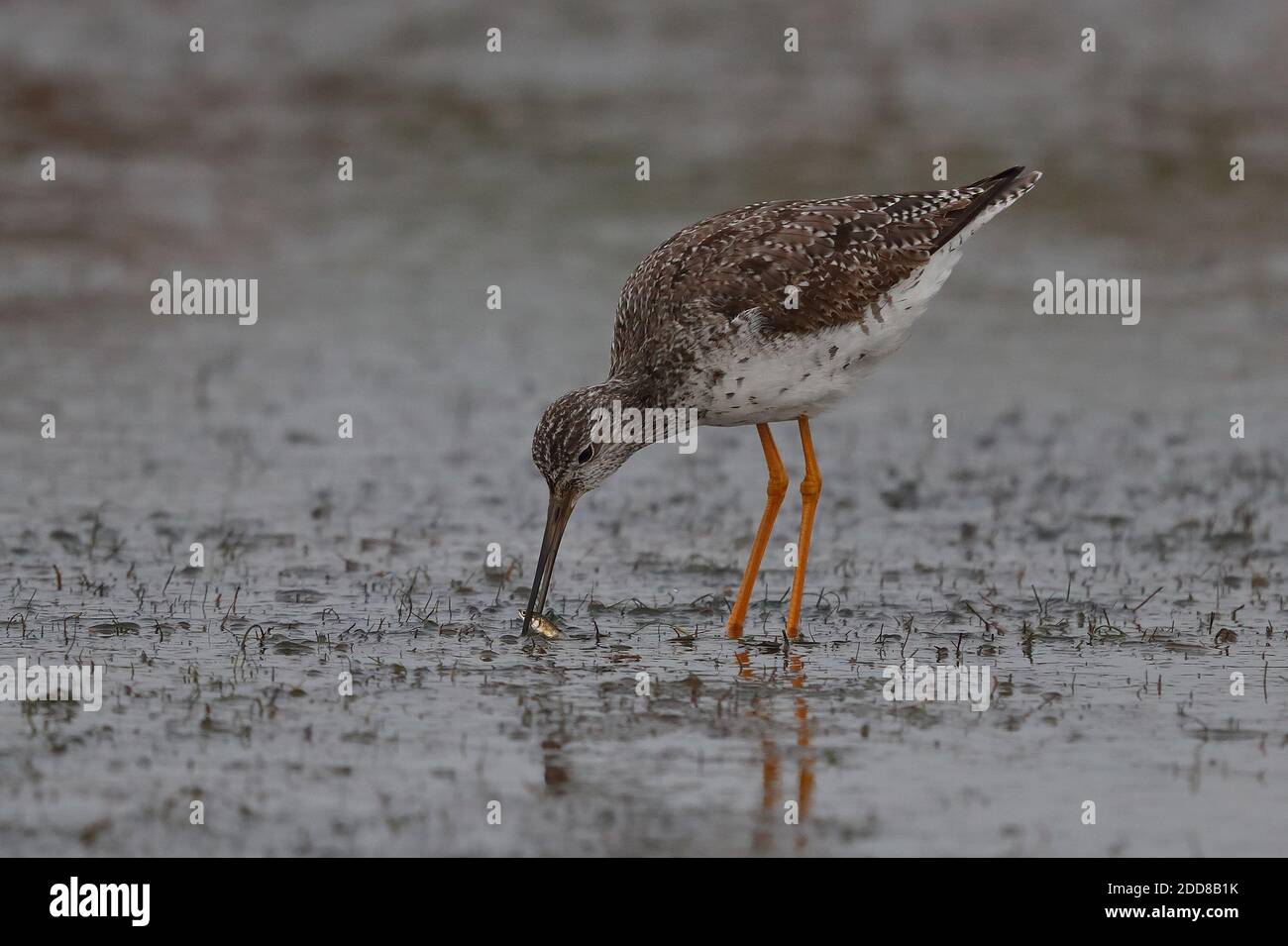 Rare adult Greater Yellowlegs on the shore pools at Dunwich. Stock Photo