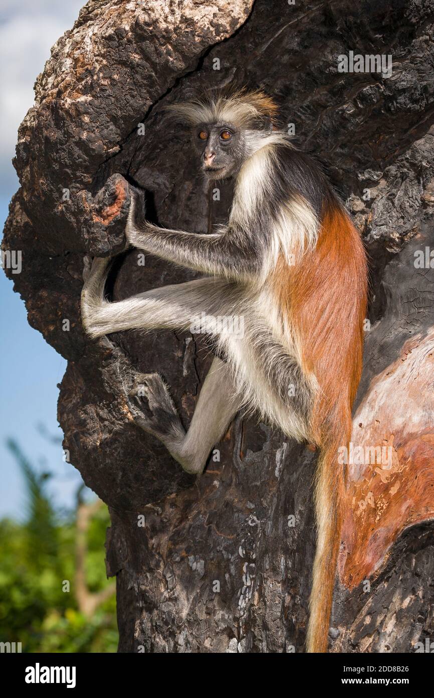 A colobus monkey looking for charcoal from a burned out tree to supplement his diet. Stock Photo