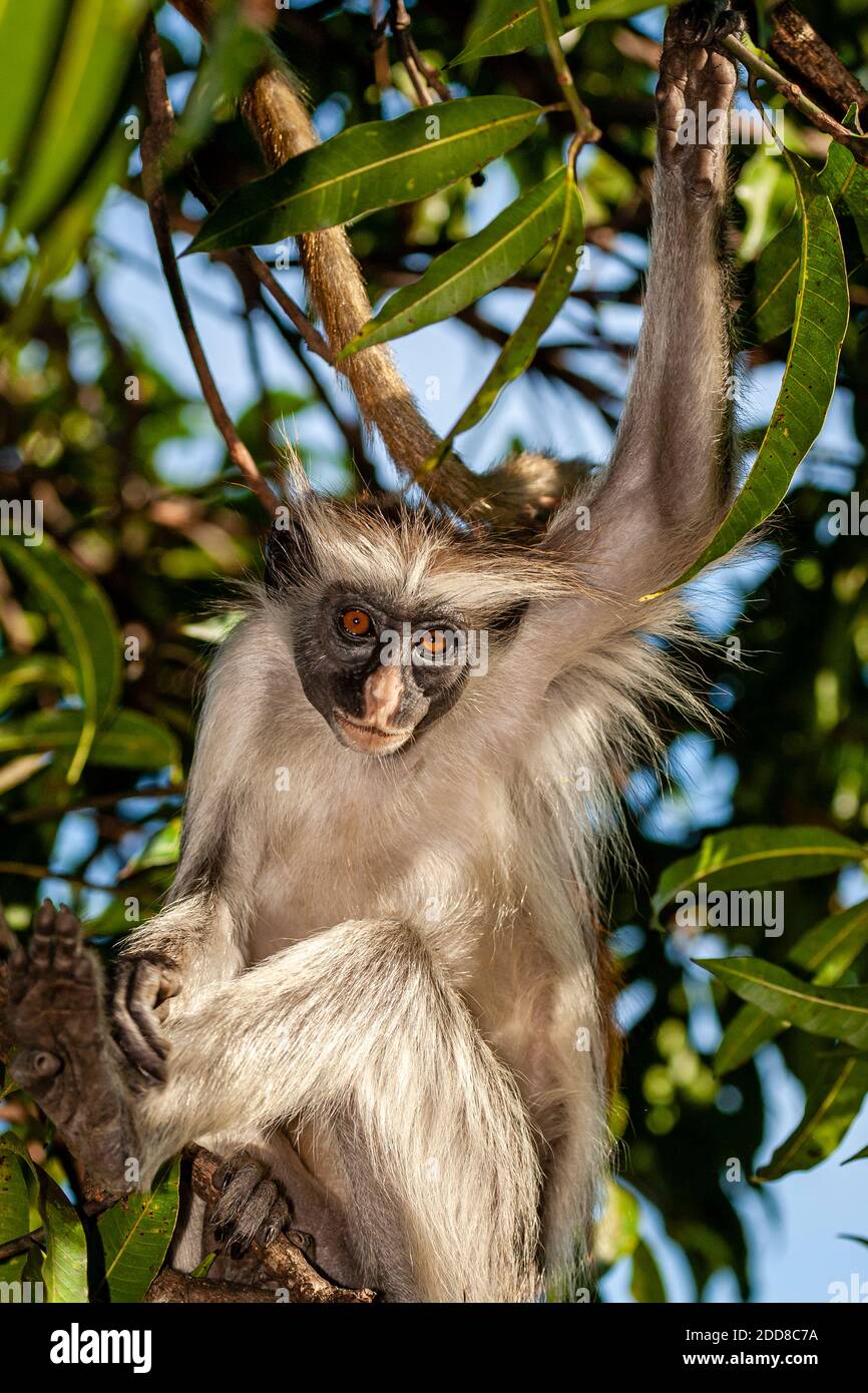 Colobus monkey portrait in a mango tree. Stock Photo