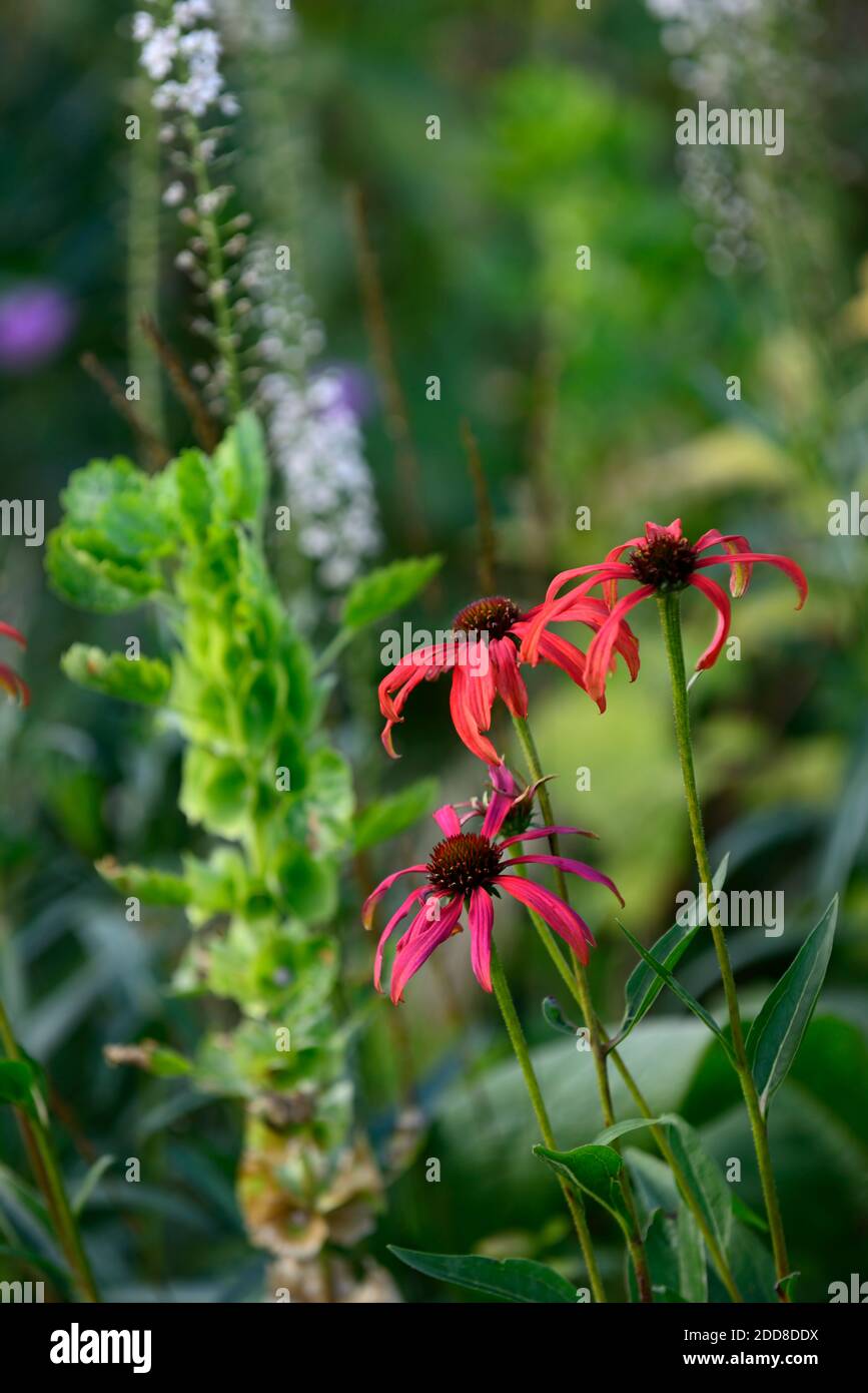 echinacea tomato soup,coneflower,red echinacea,perennial,herbaceous,flowers,red flowers,flower,flowering,blooms,blossoms,mixed border,RM Floral Stock Photo