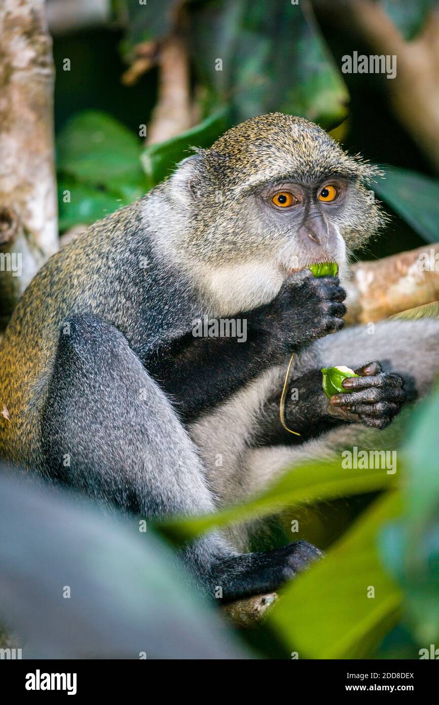 A blue monkey sitting in a tree eating a green fruit. Stock Photo