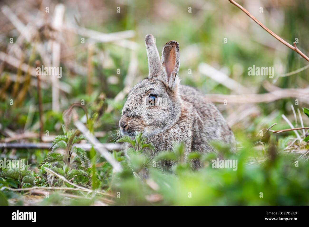 Skomer Rabbits Rabbit on Skomer Island, Pembrokeshire Coast National Park, Wales ...