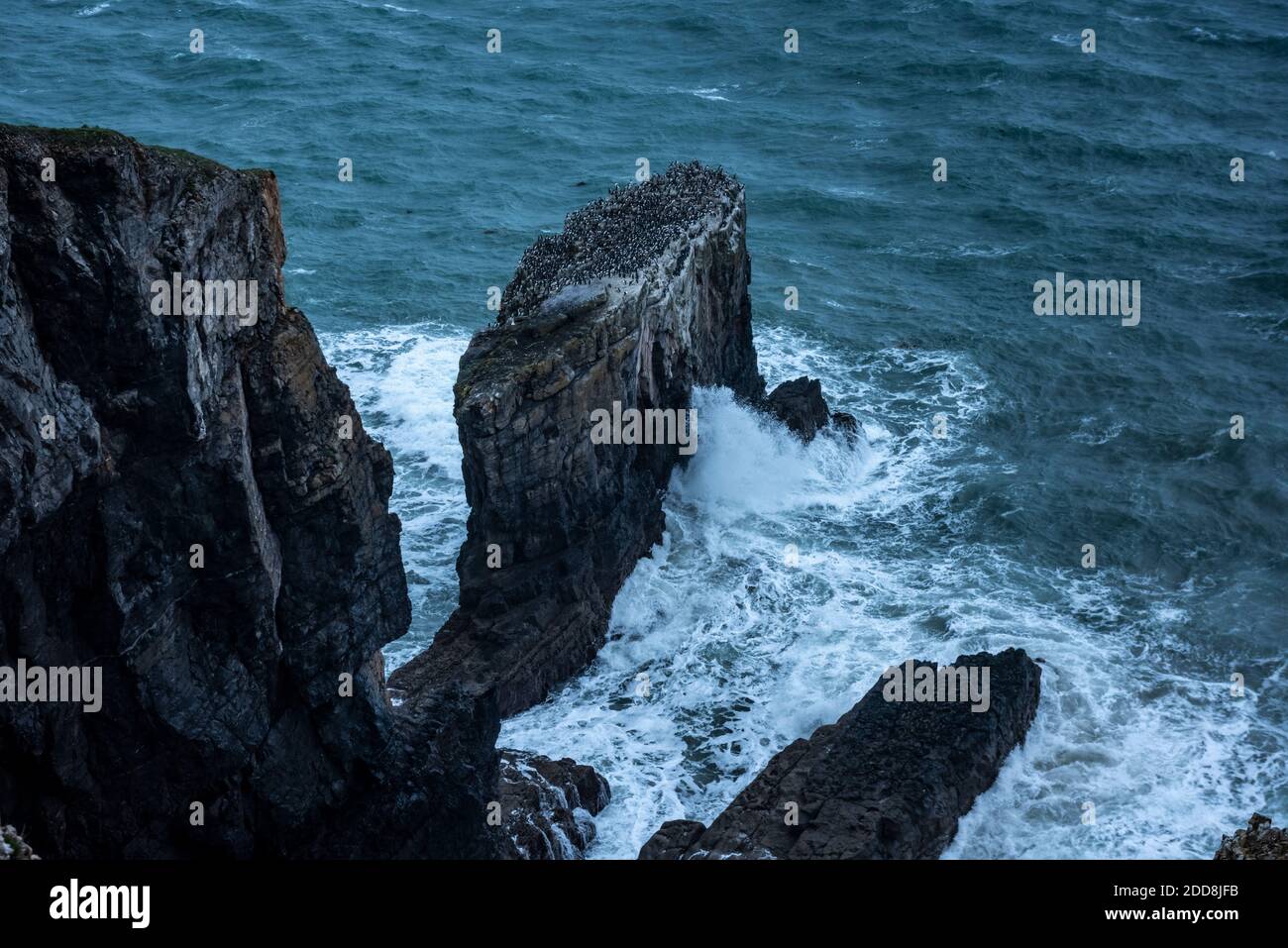 Elegug Stacks, occupied by a colony of Guillemots, Pembrokeshire Coast National Park, Wales, United Kingdom Stock Photo