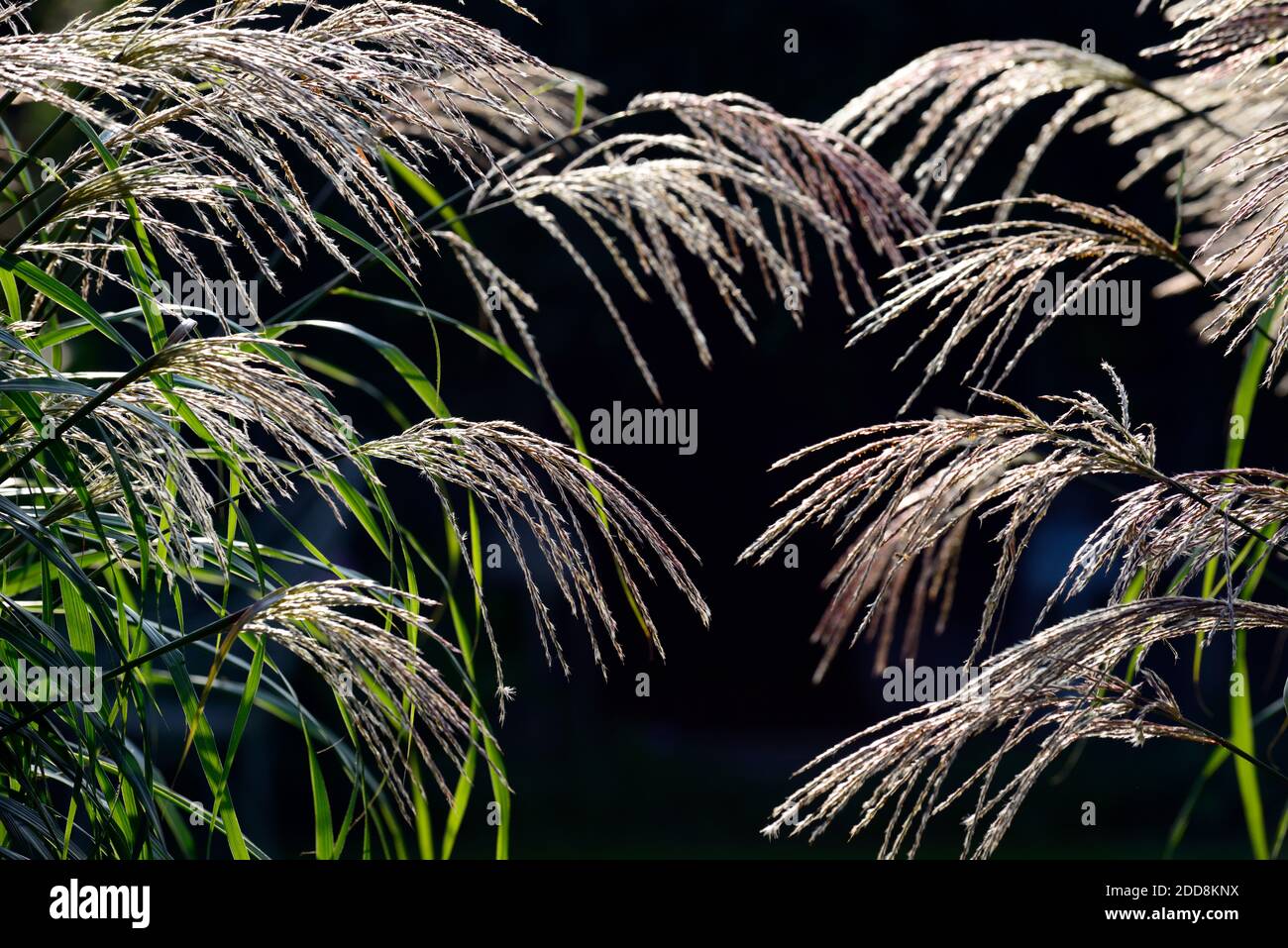 Miscanthus sinensis Malepartus,backlit grass,backlighting,illuminate,silhouette,grass,grasses,seed-heads,seedheads,ornamental grass,ornamental grasses Stock Photo