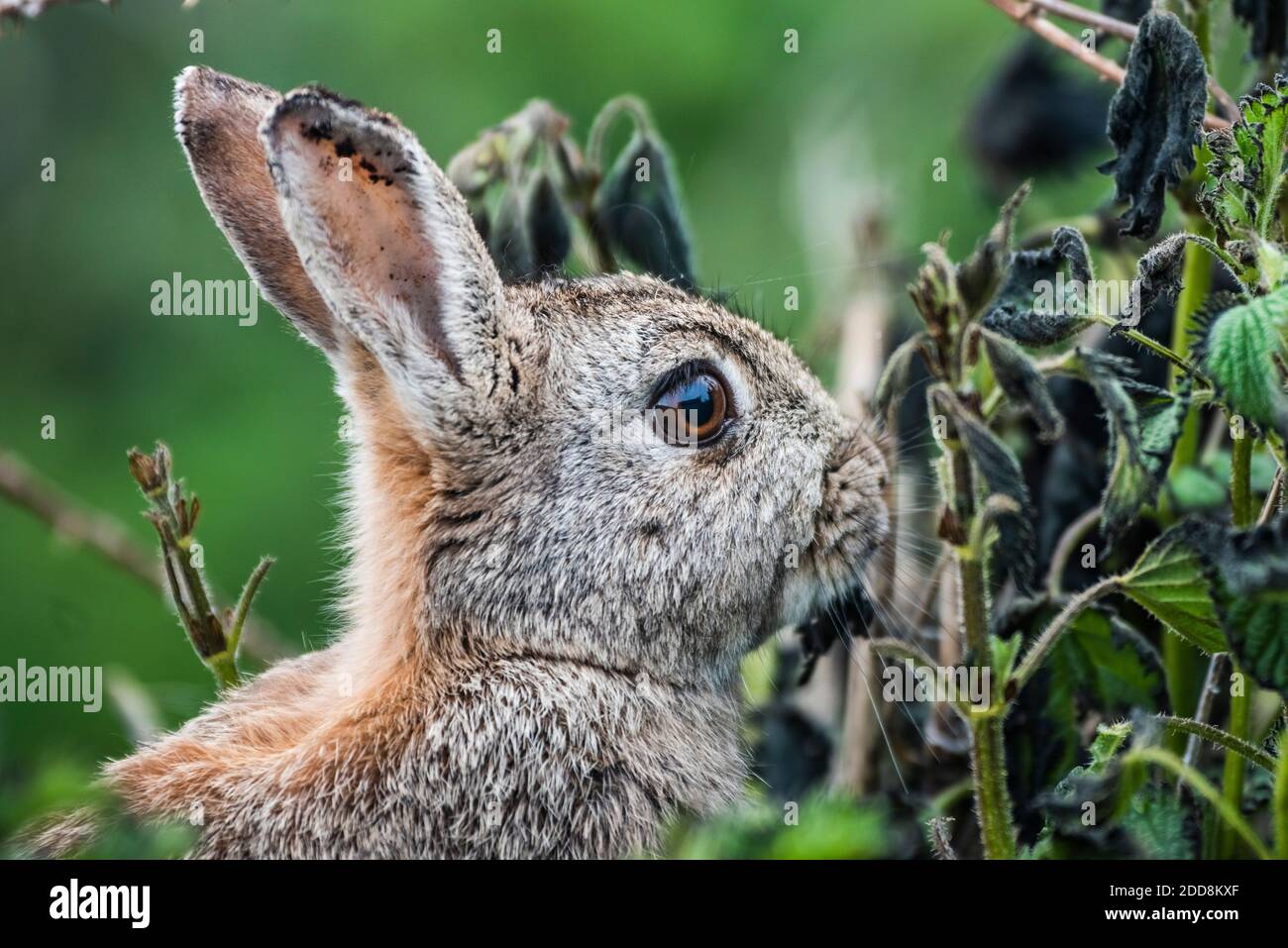 Skomer Rabbits Rabbit on Skomer Island, Pembrokeshire Coast National Park, Wales ...