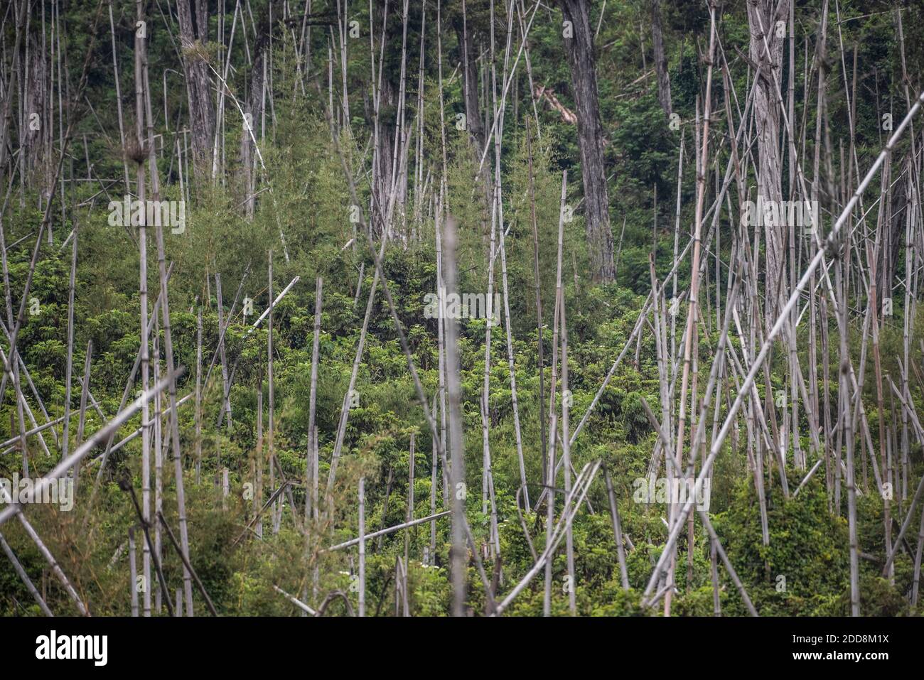 Bamboo Forest in Aberdare National Park, Kenya Stock Photo